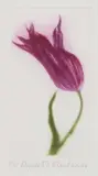 Elizabeth Blackadder, A Tulip, pencil Etching and aquatint