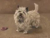 P. K. C Jackson, Portrait Of A Terrier, 1970, Oil on board