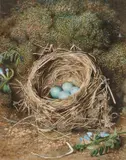 Frederick Thomas Baynes, The Song Thrush Nest, Watercolour and gouache