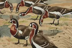 Noel William Cusa, Red Breasted Geese, 1964, Watercolour and gouache Various labels verso
