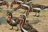 Noel William Cusa, Red Breasted Geese, 1964, Watercolour and gouache Various labels verso