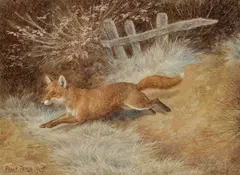 Frank Paton, A Fox, 1905, Watercolour heightened with white