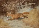 Frank Paton, A Fox, 1905, Watercolour heightened with white