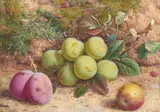 William Hough, Still Life Of Plums And Greengages, Watercolour and Gouache