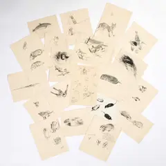Eileen Soper, Twenty Original Animal Drawings