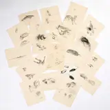 Eileen Soper, Twenty Original Animal Drawings