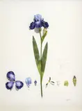 Alberto Baraya, Iris, de la serie Herbario de plantas artificiales, 2005, Ensamblaje