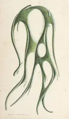 Sin título by Omar Rayo, 1957, Lápiz y color sobre papel., sold Nov 2023