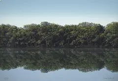 Tomás Sánchez, [Manglar] de la carpeta Imagen e imágenes latinoamericanas de la Fundación Nuevo Cine Latinoamericano, 1994, Serigrafía sobre papel, Ejemplar 69 de 130