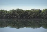 Tomás Sánchez, [Manglar] de la carpeta Imagen e imágenes latinoamericanas de la Fundación Nuevo Cine Latinoamericano, 1994, Serigrafía sobre papel, Ejemplar 69 de 130