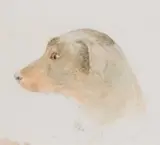 Thomas Sewell Robins Nws, Study Of The Artist's Dog Twitch, pencil and watercolour