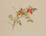 Archibald Thorburn, Rose Hips