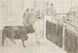 Reginald Brill, The Black Bull, 1999, watercolour wash and pencil