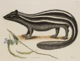 Mark Catesby, The Pole-Cat, Putorius Americanus Striatus, engraving for "The natural History of Carolina