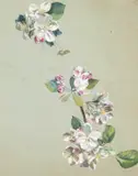 Alfred William Strutt, A Pair Of Flower Studies, watercolour with bodycolour on tinted paper Largest: