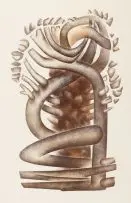 Baobab by Wendy Vincent, colour lithograph, offered Nov 2017