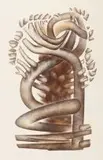 Wendy Vincent, Baobab