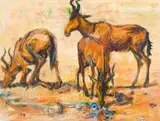 Zakkie Eloff, Hartebeest Drinking
