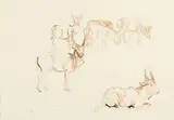 Zakkie Eloff, Waterbuck Study