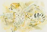 Patricia Mary Vaughan, Cheetah, watercolour on paper