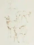 Zakkie Eloff, Kudu