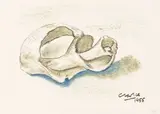 Peter Clarke, Seashell, mixed media on paper