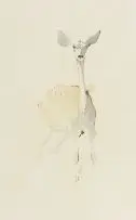 Keith Joubert, Young Kudu, watercolour and ink on paper