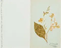 Peter Clarke, Leaves, pressed foliage adhered to card