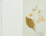 Peter Clarke, Leaves, pressed foliage adhered to card