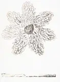 Tamar Mason, Flower, colour lithograph and embossing