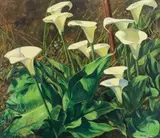 Heinrich von Michaelis, Arum Lilies, oil on board