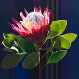 Paul Blomkamp, Protea II...The Electric Essence