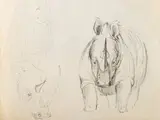 Alexis Preller, Rhinoceros, pencil on paper
