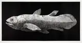 Walter Oltmann, Coelacanth, linocut