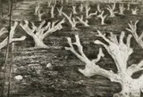 Kim Berman, Alien Landscape, White River II, etching