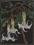 Gregoire Boonzaier, Maanblomme, hand-coloured linocut