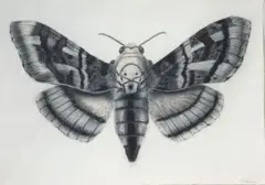 Moth by Walter Oltmann, charcoal and pastel on paper, offered Sep 2017