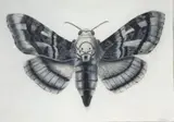 Walter Oltmann, Moth, charcoal and pastel on paper