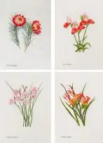 Ethel May Dixie, Wild Flowers of The Cape of Good Hope (from the original watercolours), four, colour photolithographs