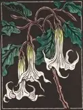 Moonflowers by Gregoire Boonzaier, hand-coloured linocut, sold Jul 2017