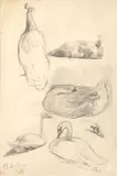 Maggie Laubser, Bird Studies, pencil on paper