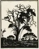 Hardekoolboom, TVL (Nilant 74) by Jacobus Hendrik Pierneef, linocut, sold Jun 2017
