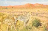 Zakkie Eloff, Hunting Cheetah