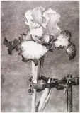 Iris in Clamp by William Kentridge, lithograph, sold Jun 2017