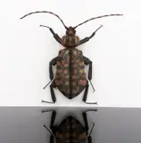 Walter Oltmann, Spotted Beetle, steel wire
