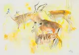 Zakkie Eloff, Herd of Impala