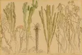 Nabome, Laeveld, OT by Jacobus Hendrik Pierneef, watercolour over pencil, sold May 2016