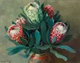 Willem Hermanus Coetzer, Proteas