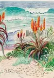 Edith King, Beach Aloes, watercolour