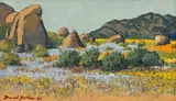 David Botha, Namaqualand in Spring